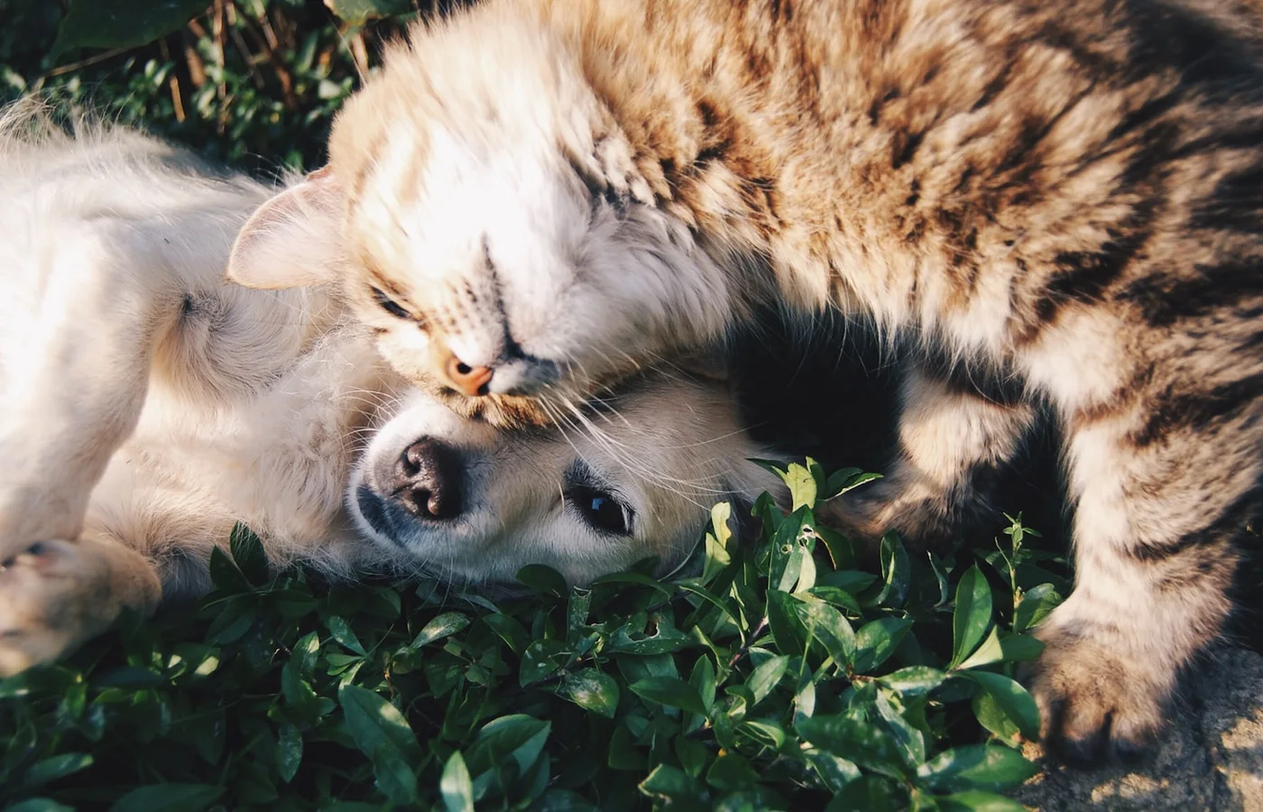 Paws & Co. preview